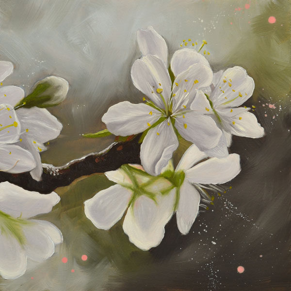 Morello cherry blossom oil painting by Laura Beardsell-Moore